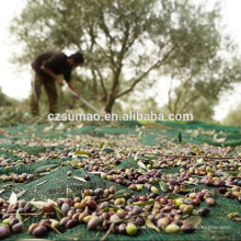 Quality manufacture olive trees collect netting